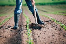 Indennità per operai agricoli a tempo determinato